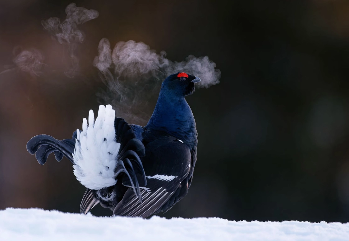Best Portrait: 'Black Grouse' by Markus Varesvuo, Bronze Winner Black Grouse, Bronze Award WInner, Best Portrait category; Kuusamo, Finland. Markus Varesvuo, Finland - Bird Photographer Of The Year 2024