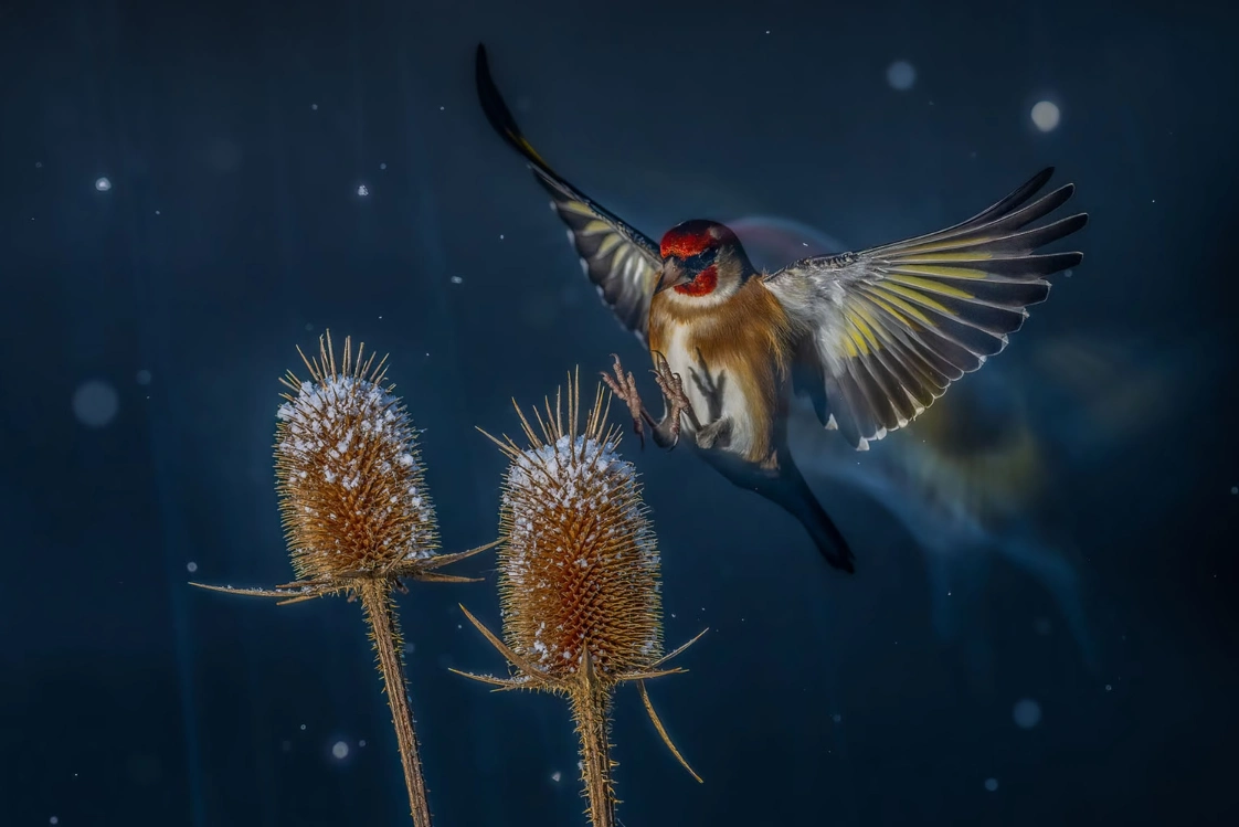 Silver Winner, Birds in Flight: 'Heavenly Elegant Flight' by Nicolas Groffal European Goldfinches scuttling around in the winter months in search of food