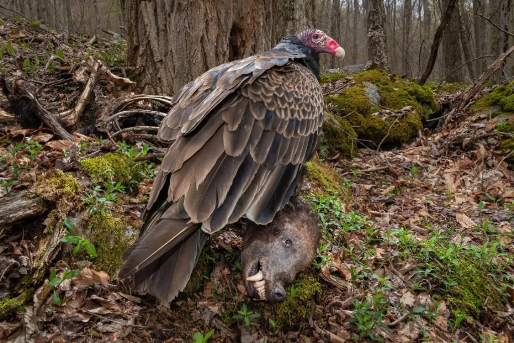Gold Winner, Bird Behaviour: 'Scavenger' by Nathaniel Peck The carcasses of an American black bear were found by hikers in West Virginia early in March 2023, beside a raging mountain stream.