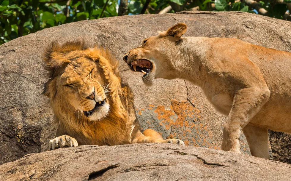 A lion and lioness at the Serengeti National Park in Tanzania, photographed by Scott Frier.