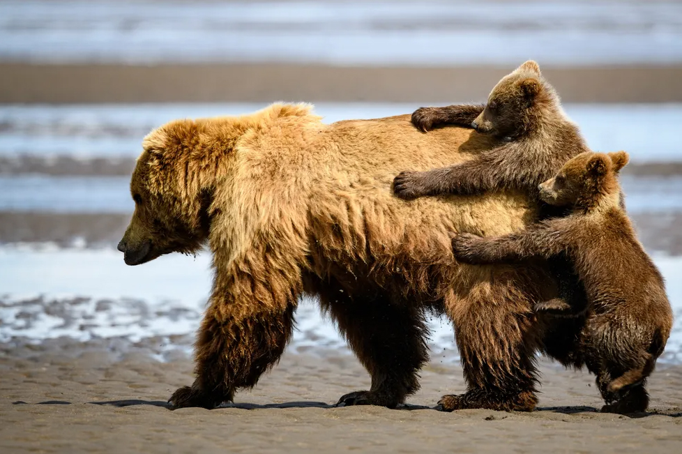 A mother bear and her cubs after a nap at the Lake Clark National Park and Reserve in Alaska, photographed by Alexander Fine