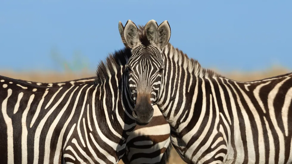 An optical illusion created by two zebras in Masai Mara, Kenya, photographed by Sarosh Lodhi