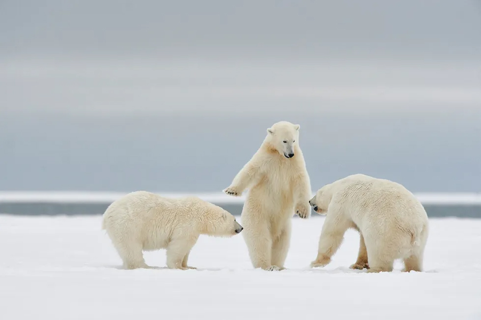 Polar bears at the Arctic Wildlife Refuge in Alaska, photographed by Philippe Ricordel.