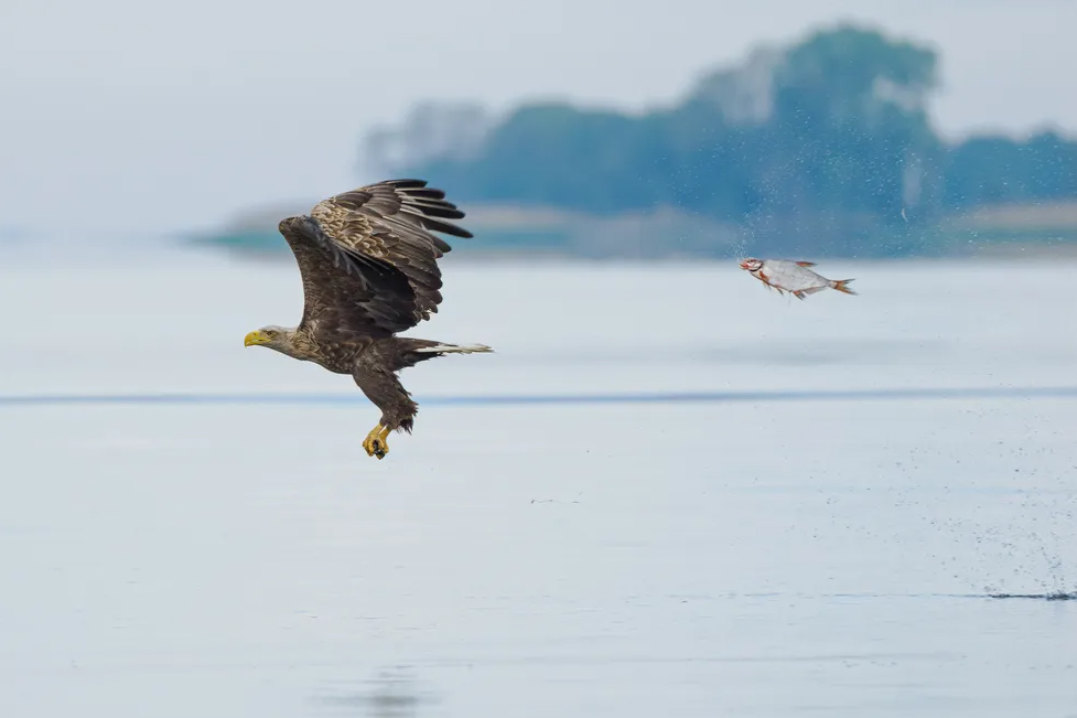 A bald eagle and bream in Szczecin Lagoon, Poland, photographed by Przemysław Jakubczyk.