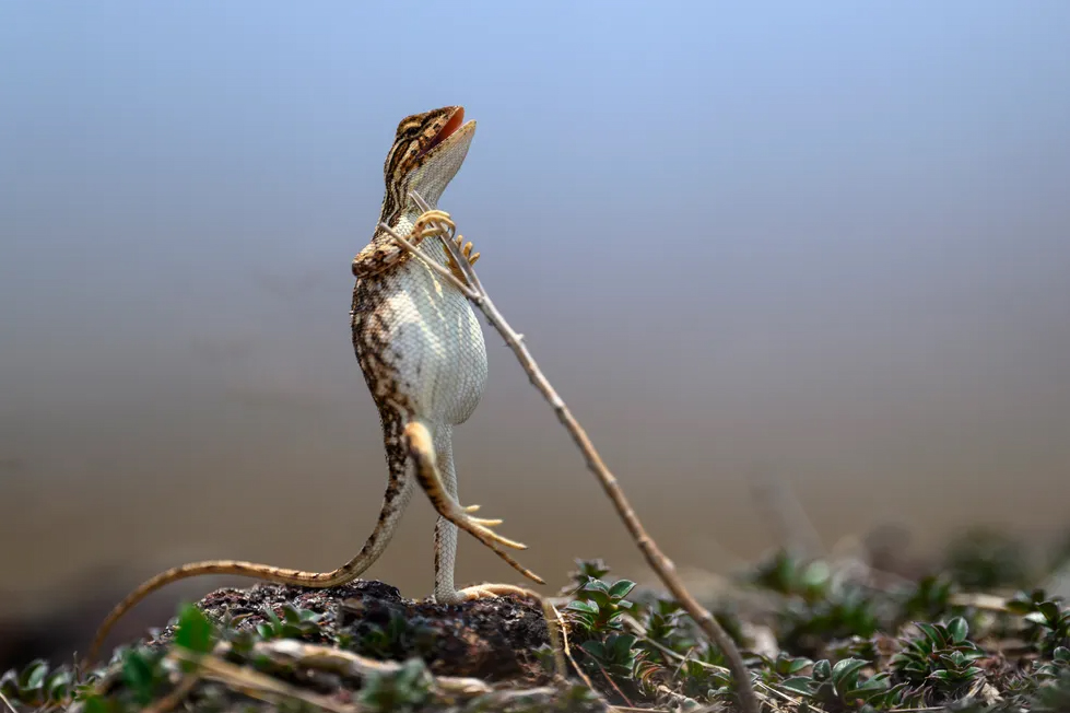 A female lizard standing upright to escape the summer heat, photographed by Sanjay Patil.