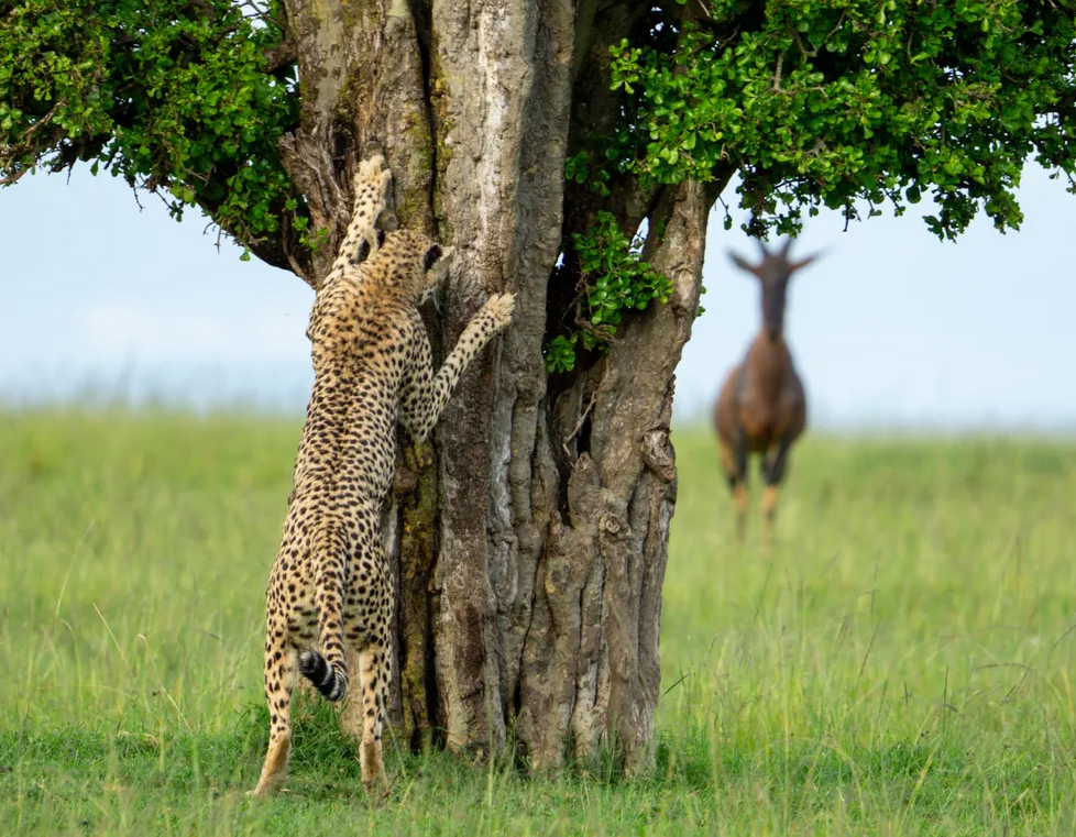 A cheetah and a topi in Mara North Conservancy, Kenya, photographed by Leslie McLeod.