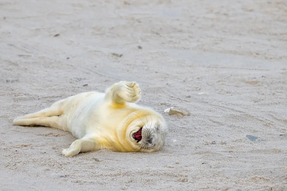 This newborn seal seems to be laughing at a good joke in Helgoland, Germany, photographed by Ingo Hamann.