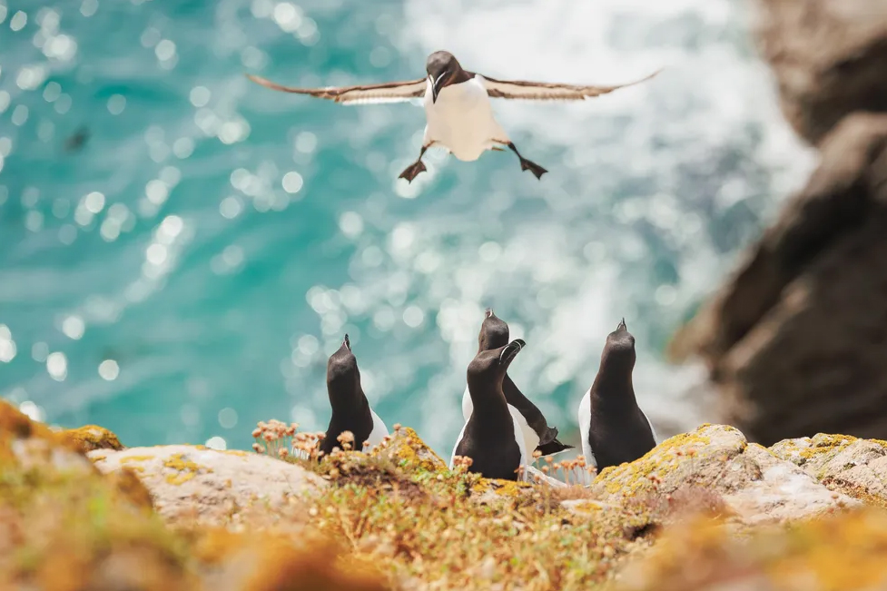 A razorbill attempting a very wobbly landing at Saltee Islands in Ireland, photography by by Inés Godínez.