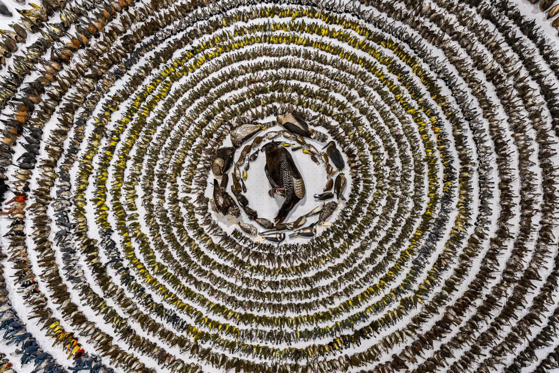  A powerful picture of more than 4,000 birds who perished after hitting Toronto windows.