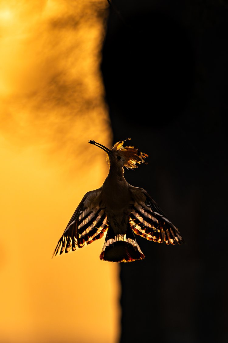 A Eurasian Hoopoe takes flight with its wings spread in a smooth motion across the canvas of an early-morning sky lit by the sunrise’s bright hues.