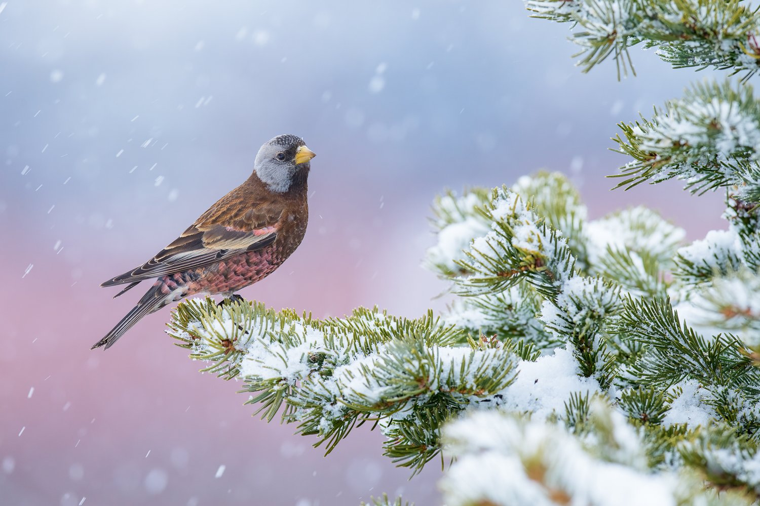 Grey-crowned Rosy Finch on a snowy day in Homer, Alaska, photographed by Alan Murphy