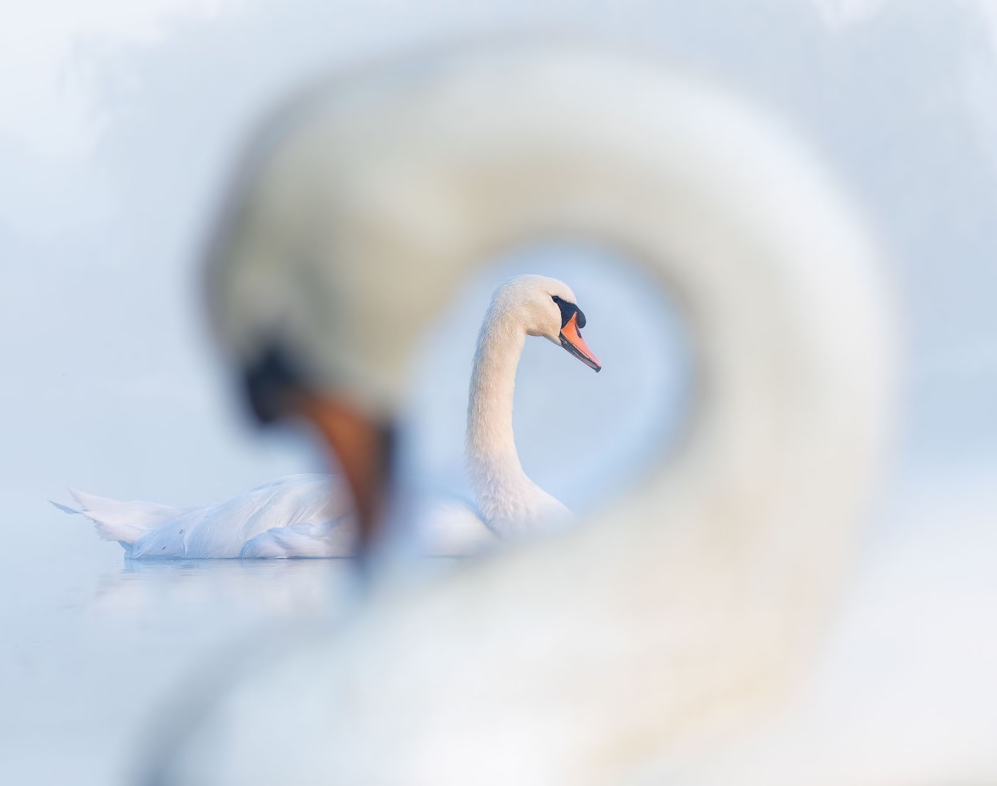 Best Portrait: 'Swanception' by Samual Stone, Silver Winner