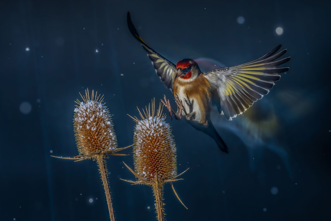 European Goldfinches scuttling around in the winter months in search of food