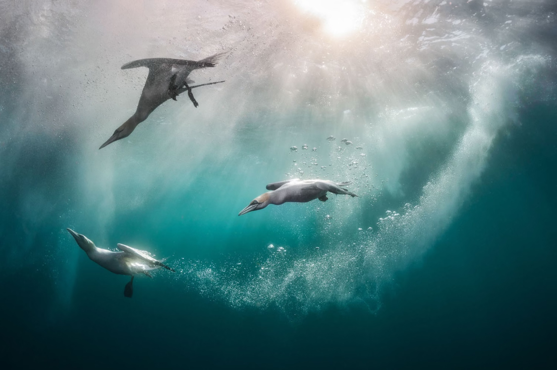 On a sunny day in Shetland, three Northern Gannets dive into the ocean.