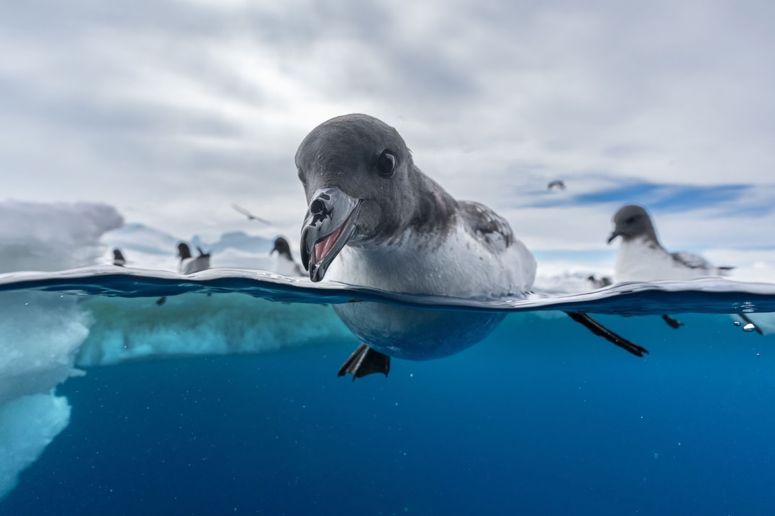 Bronze Winner, Birds in the Environment: 'Feeding Frenzy' by Jonas Beyer