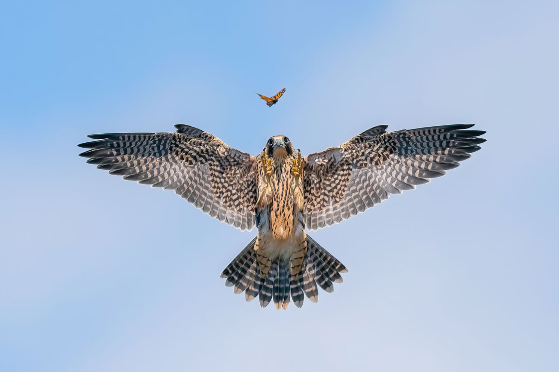 Silver Winner, Bird Behaviour: 'Playful Fledgling' by Jack Zhi