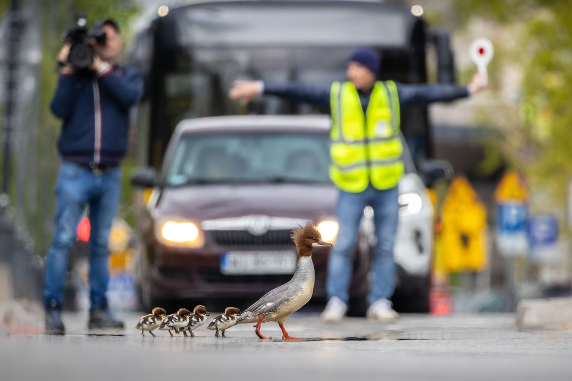 Gold Winner, Urban Birds: 'Treacherous Journey' by Grzegorz Długosz