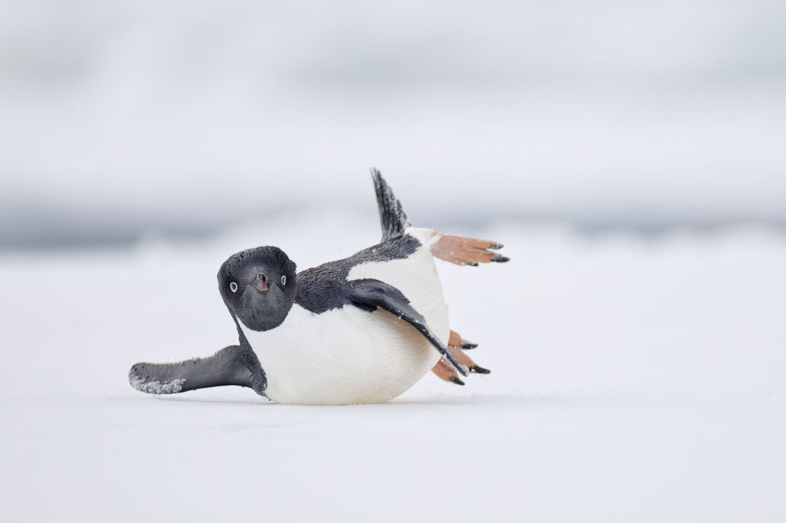 An Adélie Penguin started to toboggan on the ice as if performing a modern dance move.