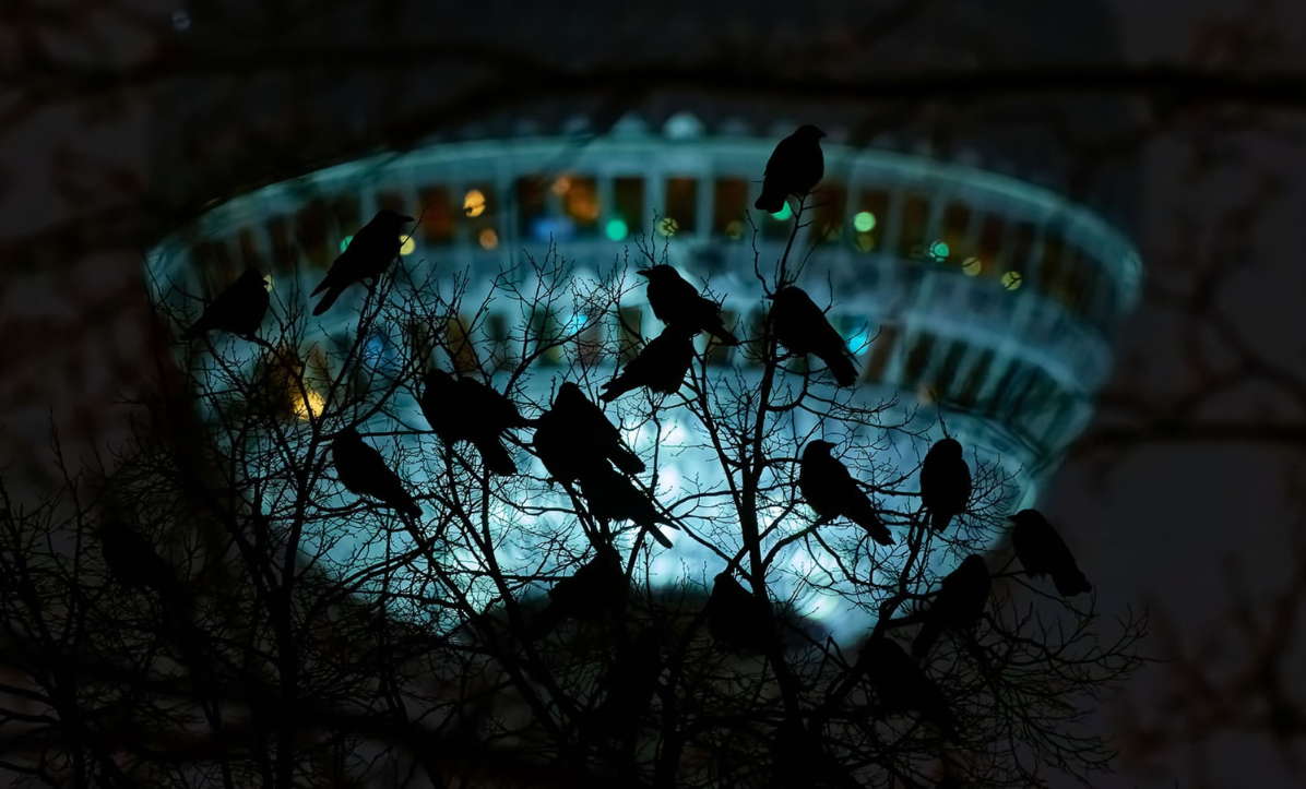 Bronze Winner, Urban Birds: 'Crows Watching TV' by Tomáš Grim