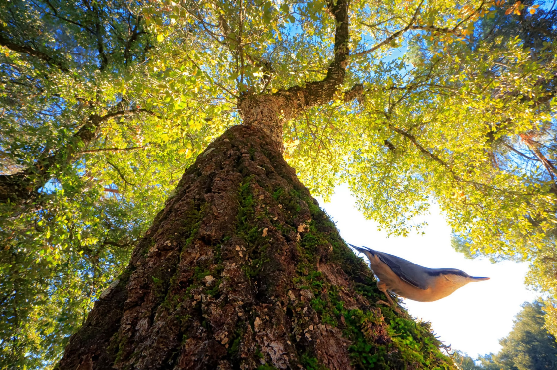 The Young Bird Photographer of the Year 2024 was awarded to 14-year-old Spanish photographer Andrés Luis Domínguez Blanco for his creative angle on a nuthatch scrambling down an oak tree.